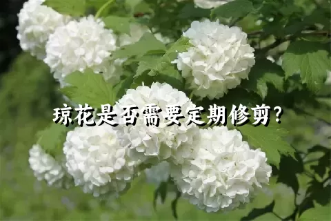 琼花是否需要定期修剪？