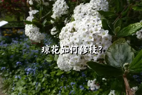 琼花如何修枝？