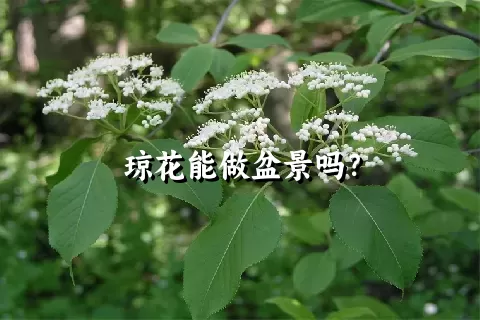 琼花能做盆景吗？