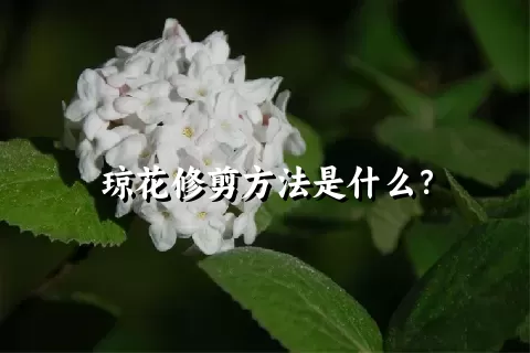 琼花修剪方法是什么？