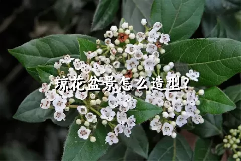 琼花盆景怎么造型？