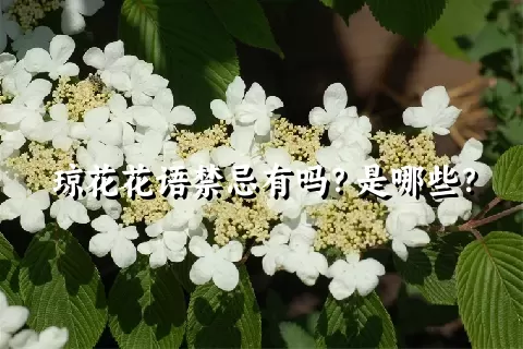 琼花花语禁忌有吗？是哪些？