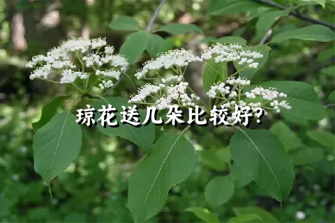 琼花送几朵比较好？