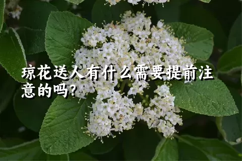 琼花送人有什么需要提前注意的吗？