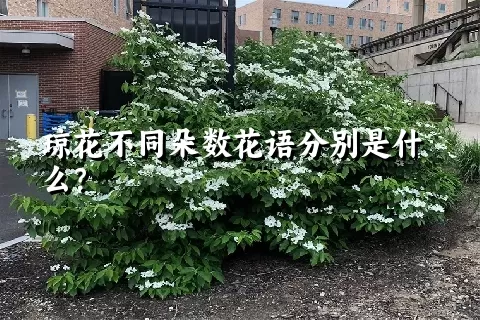 琼花不同朵数花语分别是什么？