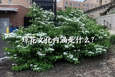 琼花文化内涵是什么？