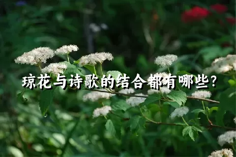 琼花与诗歌的结合都有哪些？