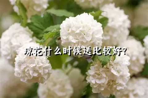 琼花什么时候送比较好？