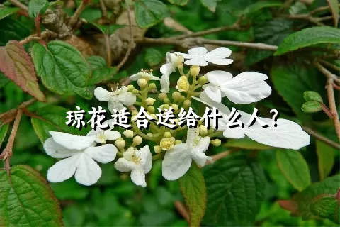 琼花适合送给什么人？