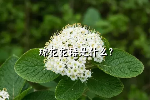 琼花花语是什么？