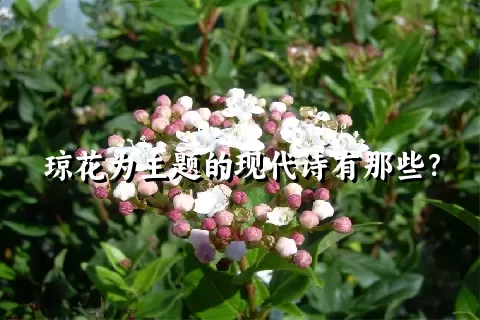 琼花为主题的现代诗有那些？