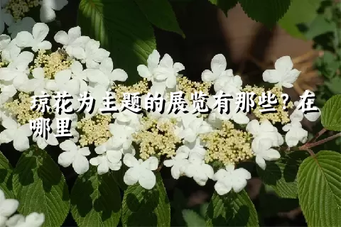 琼花为主题的展览有那些？在哪里