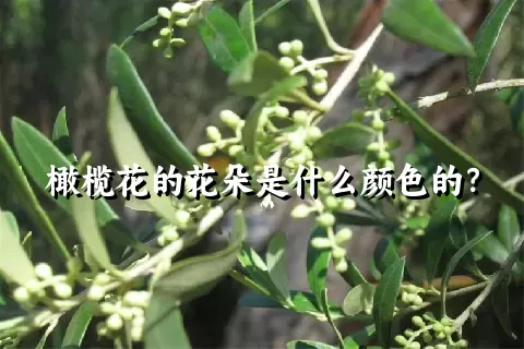 橄榄花的花朵是什么颜色的？