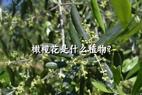 橄榄花是什么植物？