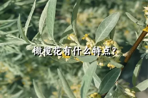 橄榄花有什么特点？