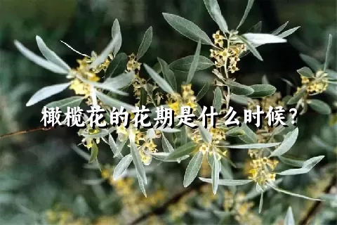 橄榄花的花期是什么时候？