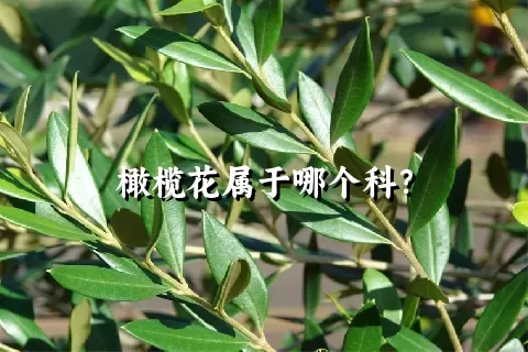 橄榄花属于哪个科？