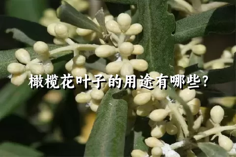 橄榄花叶子的用途有哪些？