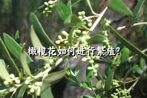 橄榄花如何进行繁殖？