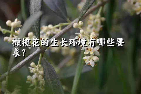 橄榄花的生长环境有哪些要求？