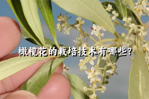 橄榄花的栽培技术有哪些？