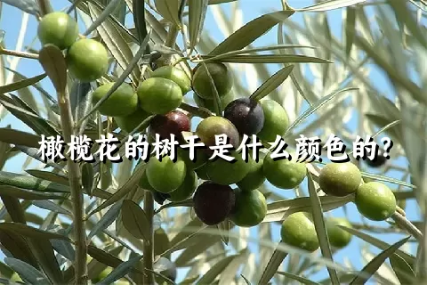 橄榄花的树干是什么颜色的？