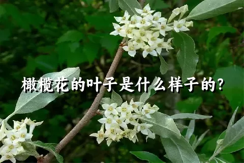 橄榄花的叶子是什么样子的？