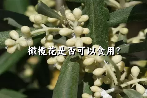 橄榄花是否可以食用？