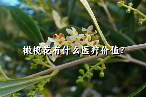 橄榄花有什么医疗价值？