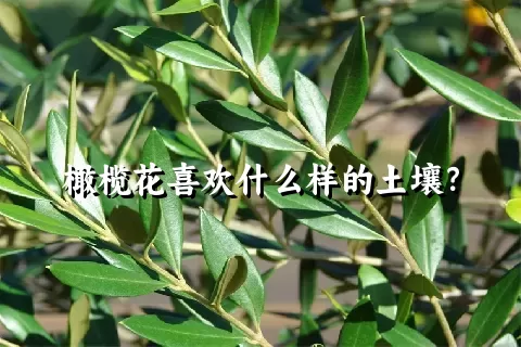 橄榄花喜欢什么样的土壤？