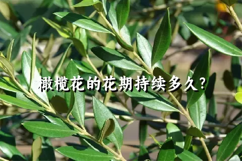 橄榄花的花期持续多久？