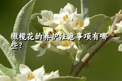 橄榄花的养护注意事项有哪些？