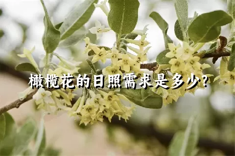 橄榄花的日照需求是多少？