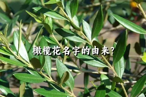 橄榄花名字的由来？