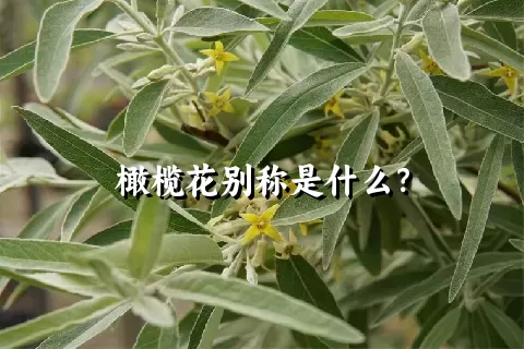 橄榄花别称是什么？