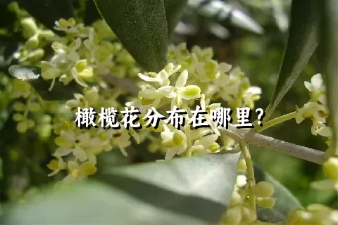 橄榄花分布在哪里?