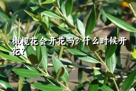 橄榄花会开花吗？什么时候开花？