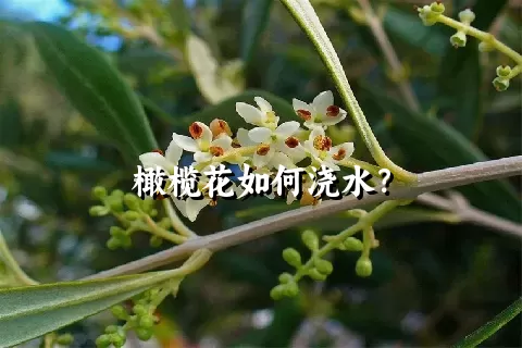 橄榄花如何浇水？