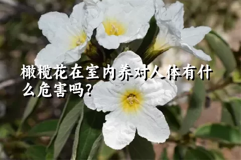 橄榄花在室内养对人体有什么危害吗？