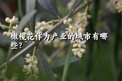 橄榄花作为产业的城市有哪些？