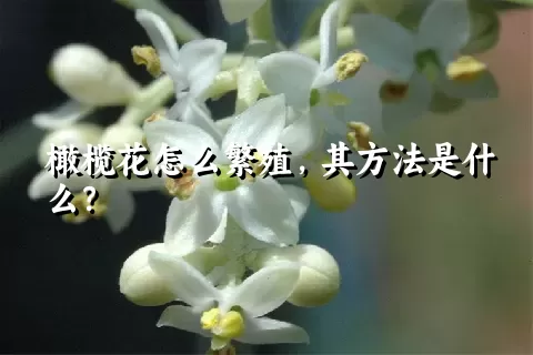 橄榄花怎么繁殖，其方法是什么？