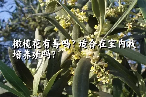 橄榄花有毒吗？适合在室内栽培养殖吗？