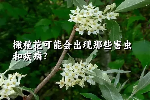 橄榄花可能会出现那些害虫和疾病？