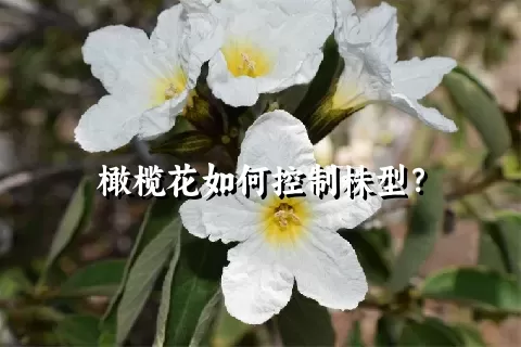 橄榄花如何控制株型？