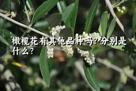 橄榄花有其他品种吗？分别是什么？