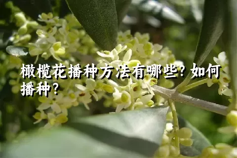 橄榄花播种方法有哪些？如何播种？