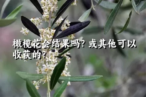 橄榄花会结果吗？或其他可以收获的？