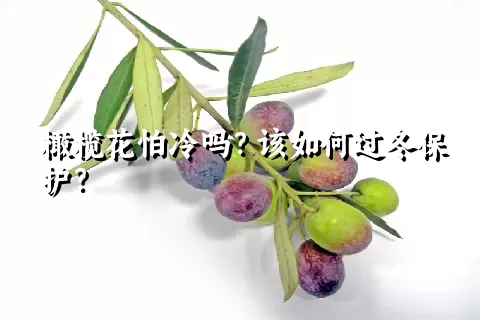 橄榄花怕冷吗？该如何过冬保护？