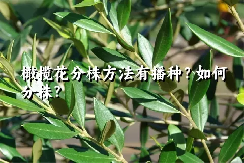 橄榄花分株方法有播种？如何分株？