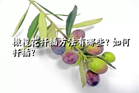 橄榄花扦插方法有哪些？如何扦插？